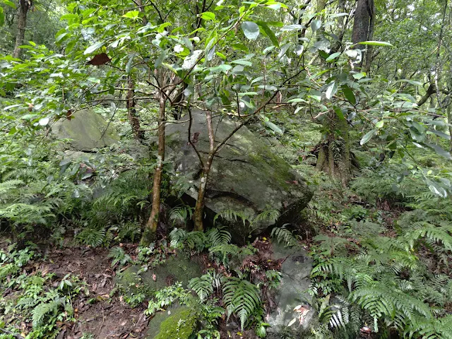 東眼山國家森林遊樂區 - 親子峰步道