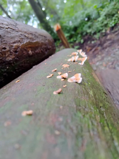 東眼山國家森林遊樂區 - 親子峰步道