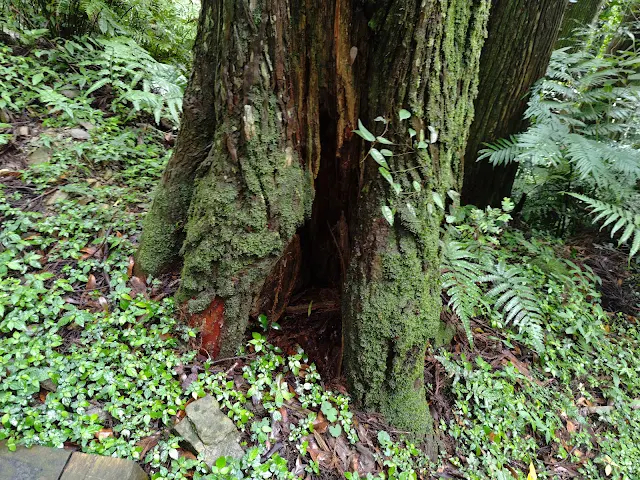 東眼山國家森林遊樂區 - 親子峰步道