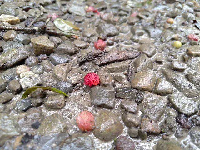 東眼山國家森林遊樂區 - 地質走廊 - 樹梅
