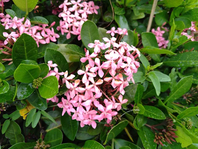 仁義潭水庫 - 仙丹花