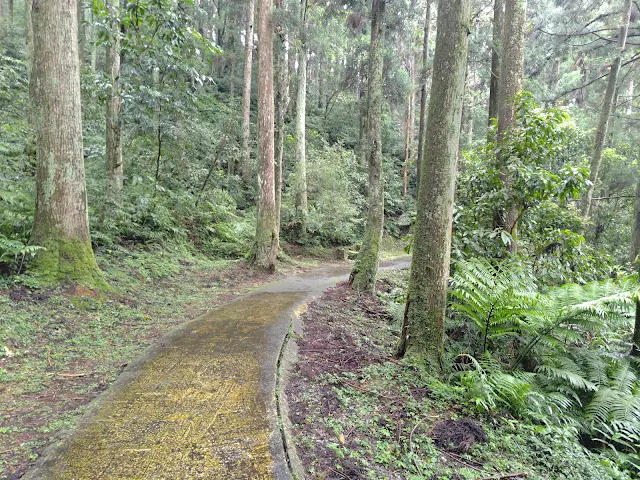 東眼山國家森林遊樂區 - 親子峰步道