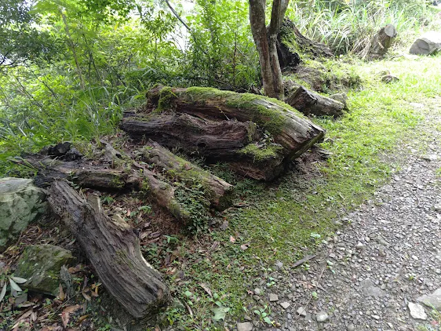東眼山國家森林遊樂區 - 地質走廊