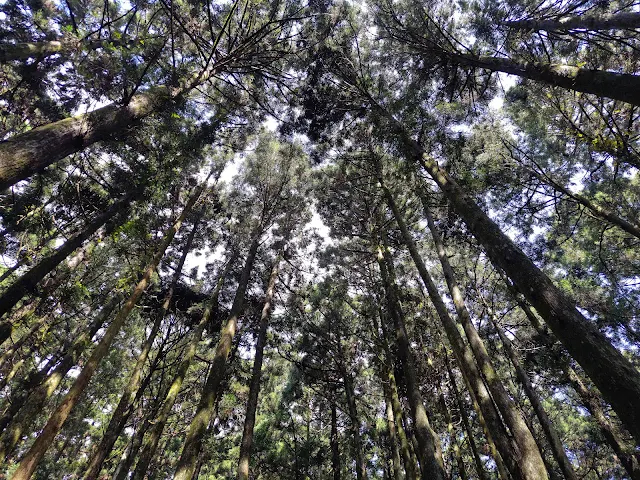 東眼山國家森林遊樂區 - 親子峰步道