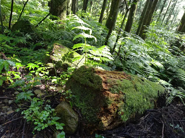 東眼山國家森林遊樂區 - 親子峰步道