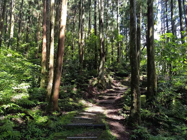 東眼山國家森林遊樂區 - 親子峰步道