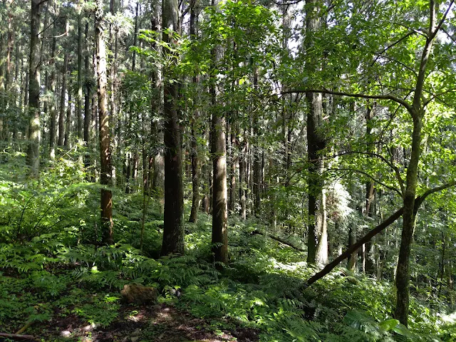 東眼山國家森林遊樂區 - 親子峰步道