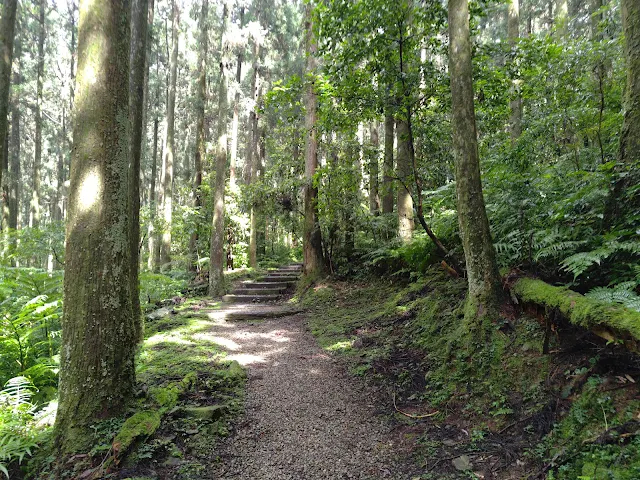 東眼山國家森林遊樂區 - 親子峰步道