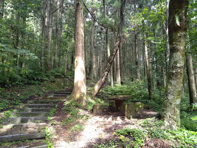 東眼山國家森林遊樂區 - 親子峰步道