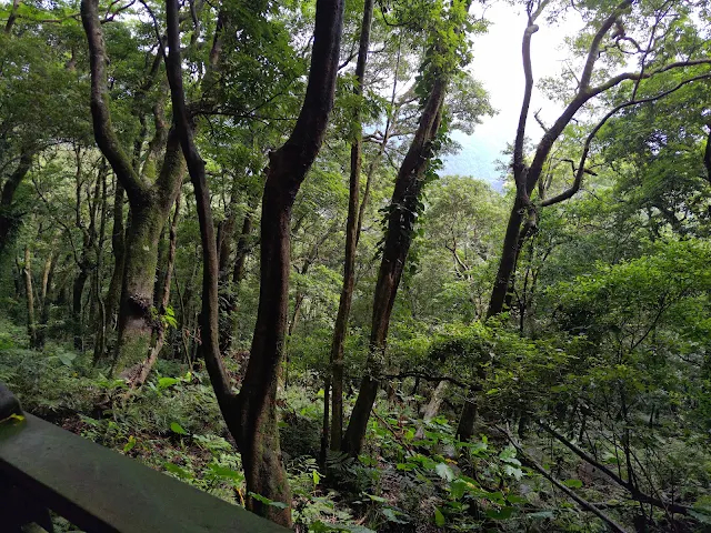 東眼山國家森林遊樂區 - 親子峰步道