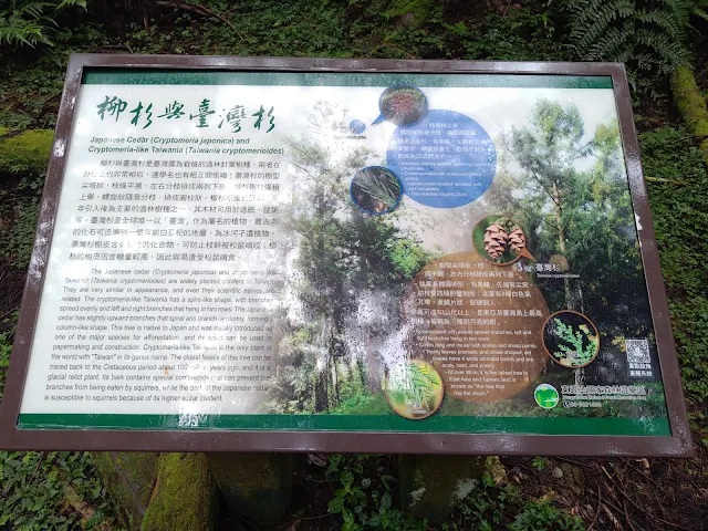 東眼山國家森林遊樂區 - 親子峰步道