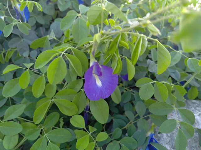 白水湖壽島 白水湖壽島