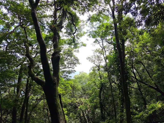 東眼山國家森林遊樂區 - 親子峰步道