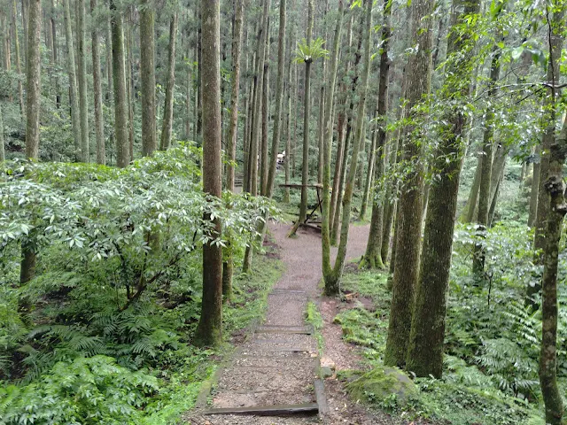 東眼山國家森林遊樂區 - 親子峰步道