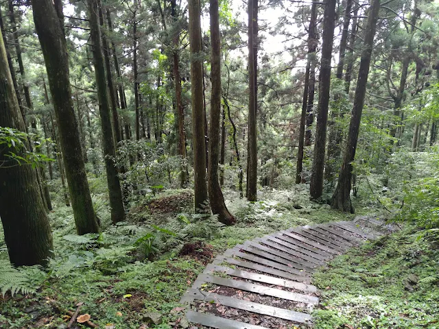 東眼山國家森林遊樂區 - 親子峰步道