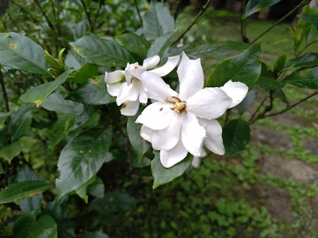 東眼山國家森林遊樂區 - 地質走廊 - 梔子花