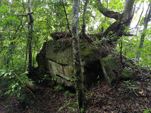 東眼山國家森林遊樂區 - 親子峰步道
