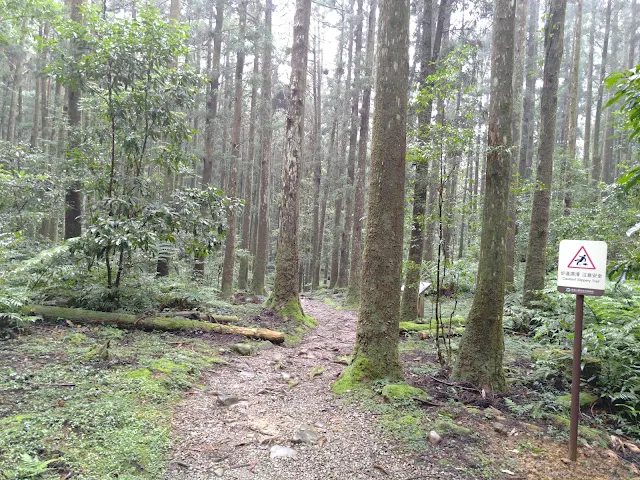 東眼山國家森林遊樂區 - 親子峰步道