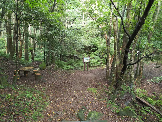 東眼山國家森林遊樂區 - 親子峰步道