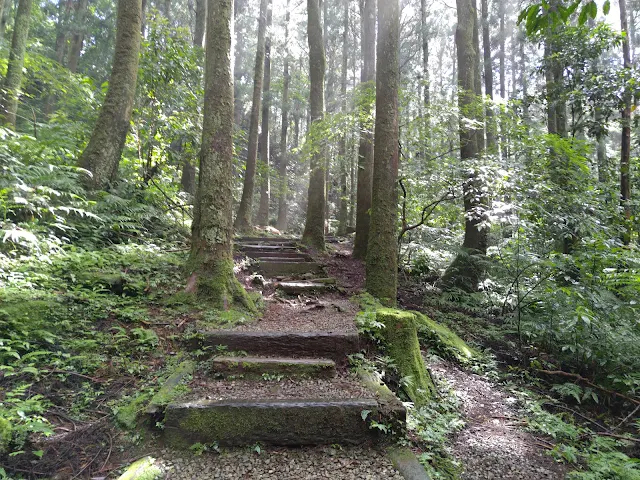 東眼山國家森林遊樂區 - 親子峰步道