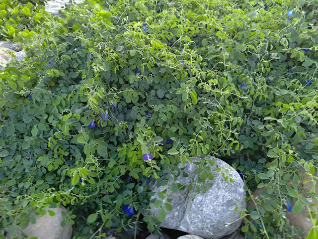 白水湖壽島 白水湖壽島