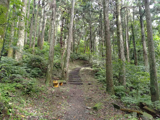 東眼山國家森林遊樂區 - 親子峰步道