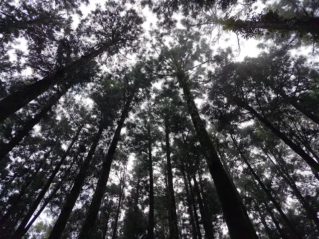 東眼山國家森林遊樂區 - 親子峰步道