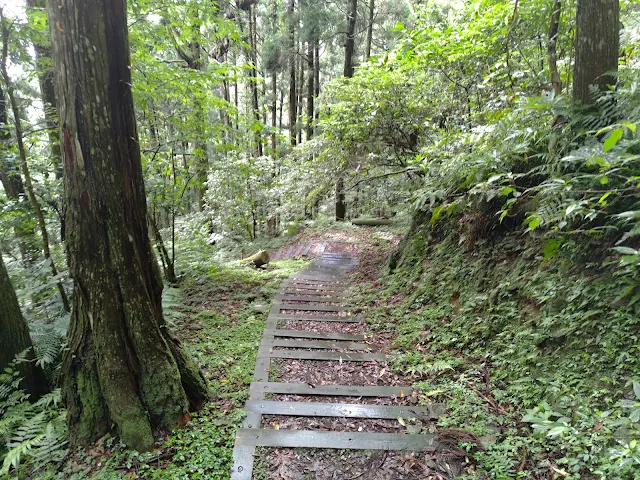 東眼山國家森林遊樂區 - 親子峰步道