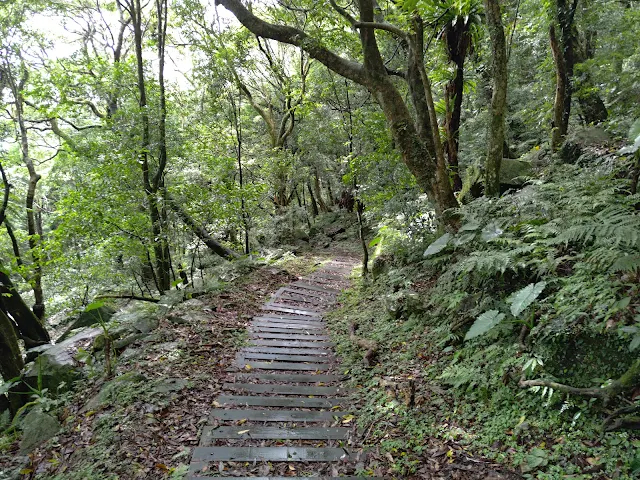 東眼山國家森林遊樂區 - 親子峰步道