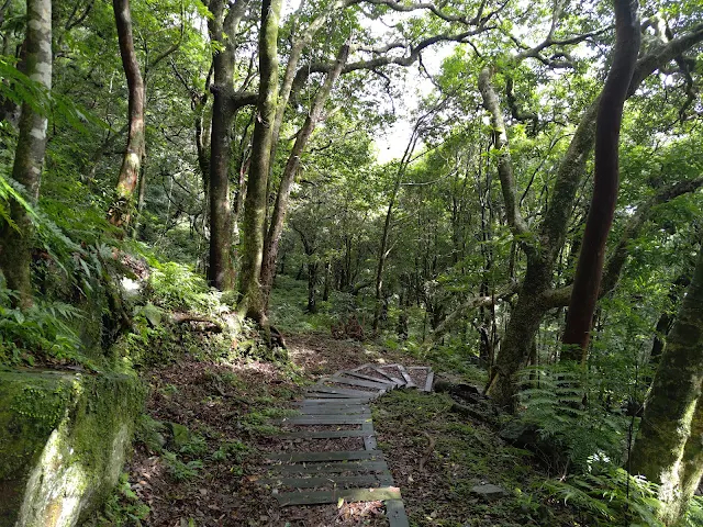 東眼山國家森林遊樂區 - 親子峰步道