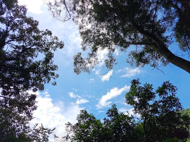 觸口天長地久橋 (阿里山國家風景區) - 天長橋步道 觸口天長地久橋 (阿里山國家風景區) - 天長橋步道