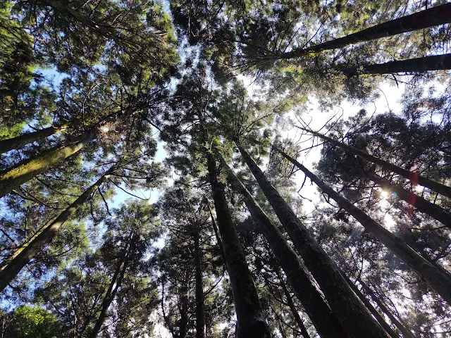 東眼山國家森林遊樂區 - 親子峰步道