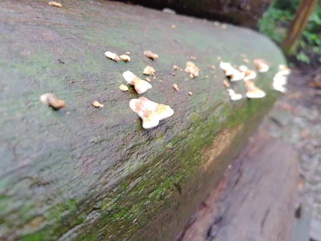 東眼山國家森林遊樂區 - 親子峰步道