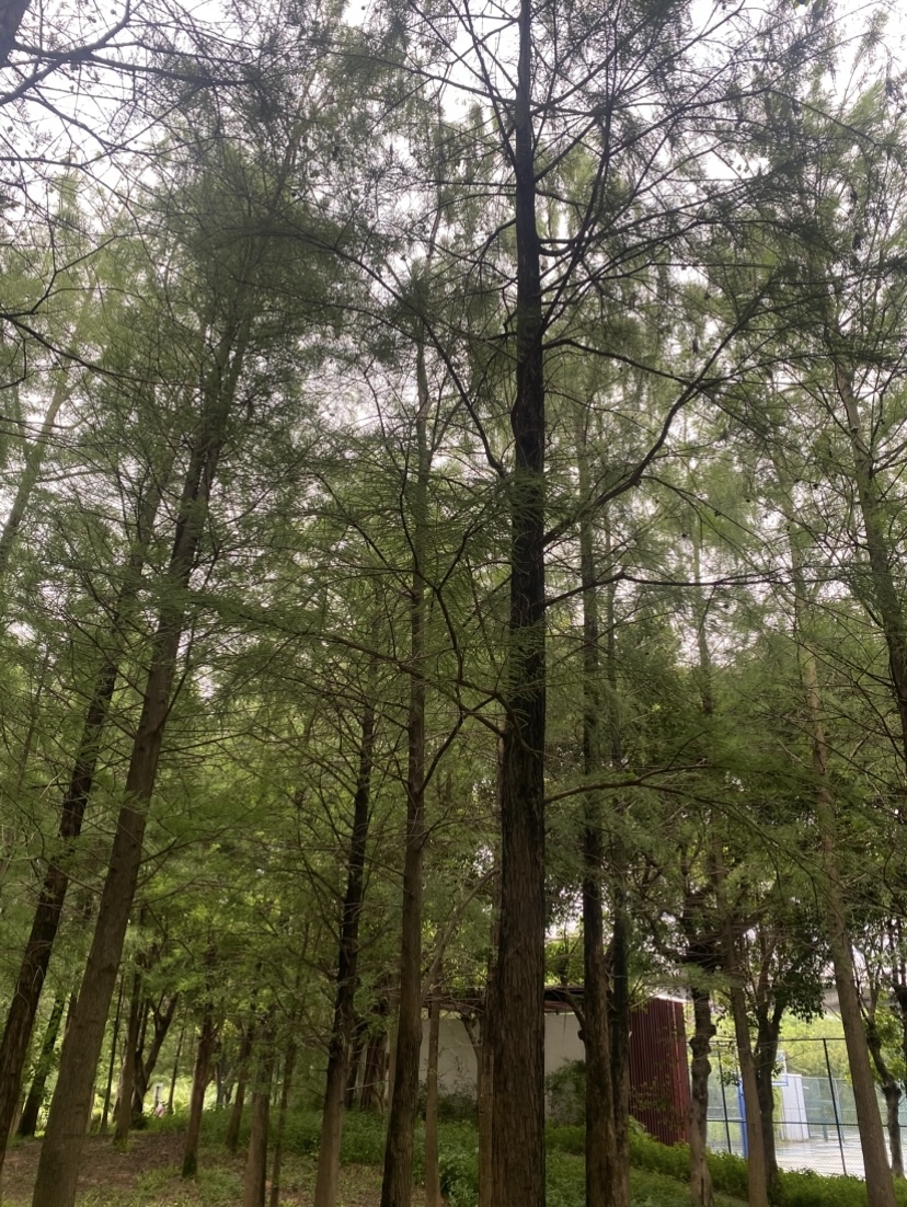 #我來開箱 📍廣州 4 天 3 夜|香水博物館、米其林一星福