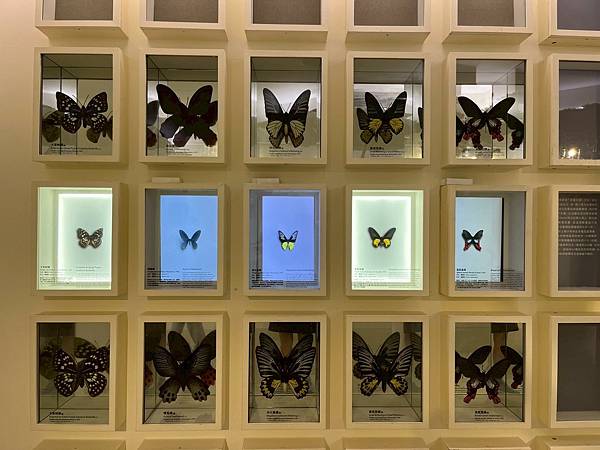 LINE_ALBUM_國立臺灣博物館x安妮王的旅行記_250824_31