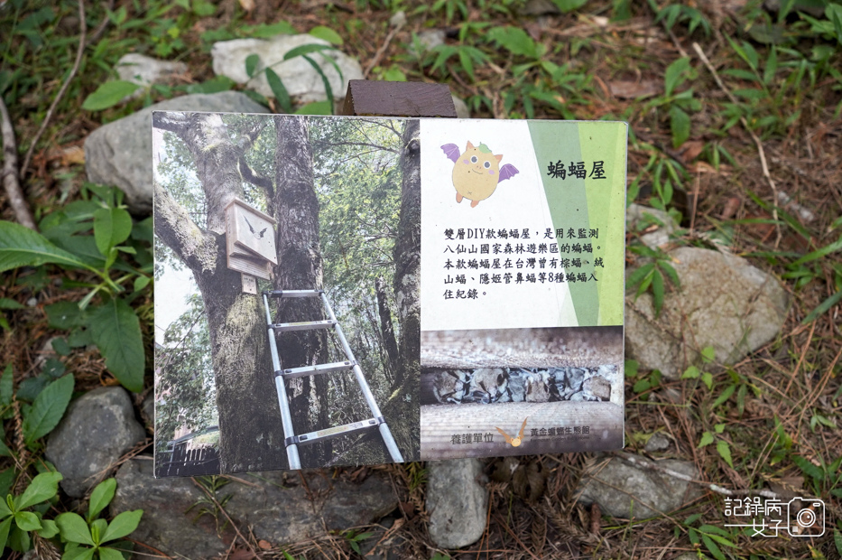 19台中和平區谷關七雄八仙山國家森林遊樂區健行筆記步道山頂鳥.jpg