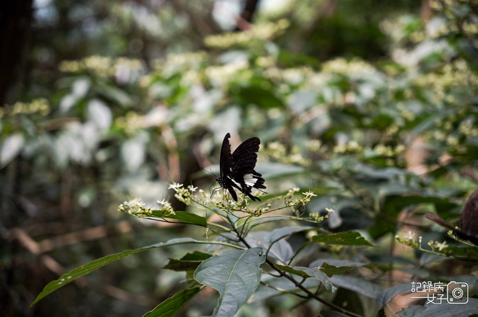 12台中和平區谷關七雄八仙山國家森林遊樂區健行筆記步道山頂鳥.jpg