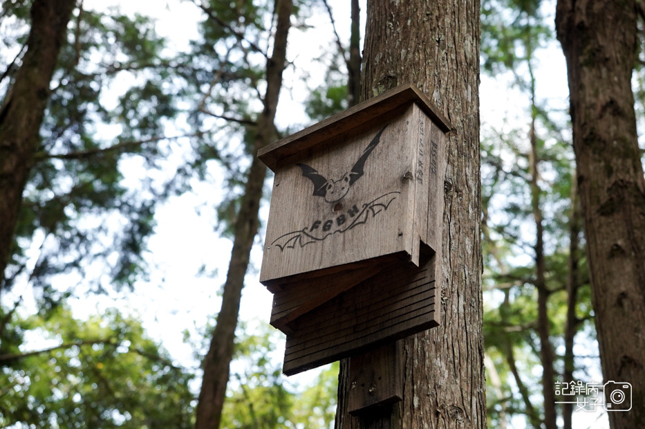 18台中和平區谷關七雄八仙山國家森林遊樂區健行筆記步道山頂鳥.jpg