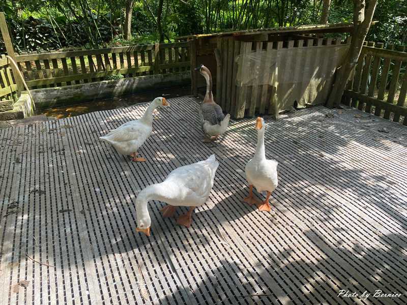 興福寮花卉綜合農場~生態豐富消耗體力放電好所在 @Bernice的隨手筆記