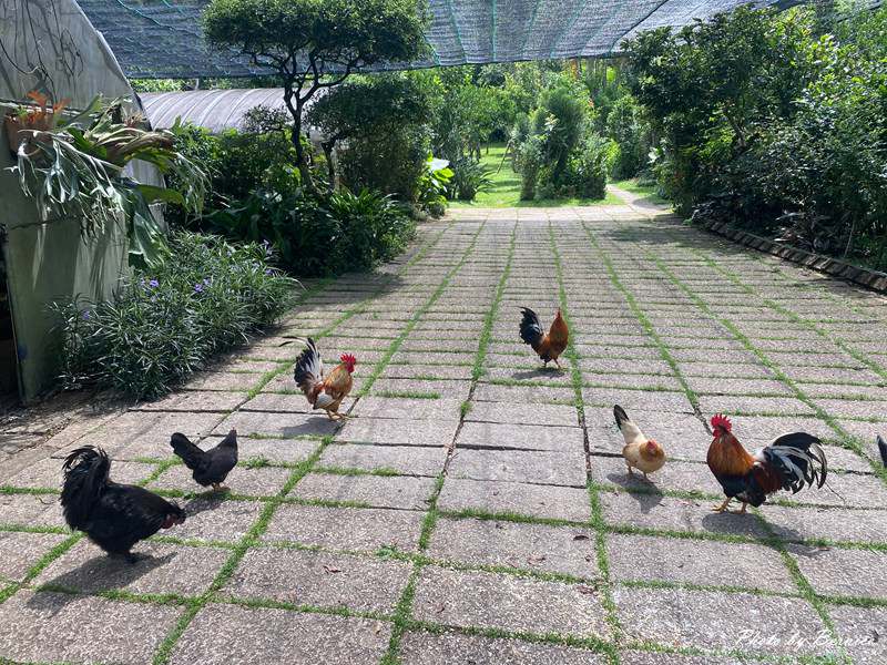 興福寮花卉綜合農場~生態豐富消耗體力放電好所在 @Bernice的隨手筆記