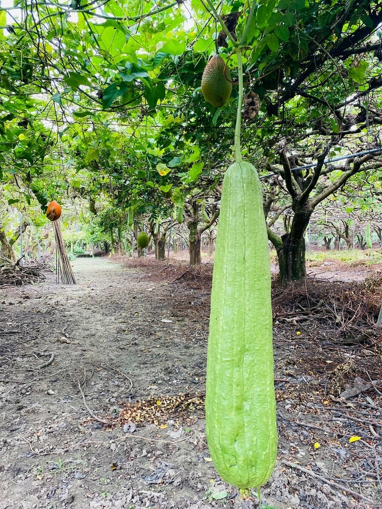 台南之最!楠西永興吊橋!紫色浪漫橫跨曾文溪,飽覽山水風光