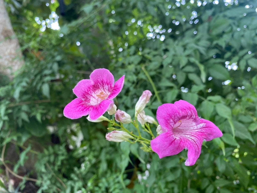 台南之最!楠西永興吊橋!紫色浪漫橫跨曾文溪,飽覽山水風光
