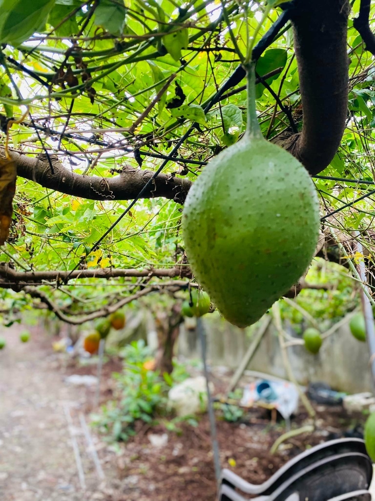 台南之最!楠西永興吊橋!紫色浪漫橫跨曾文溪,飽覽山水風光