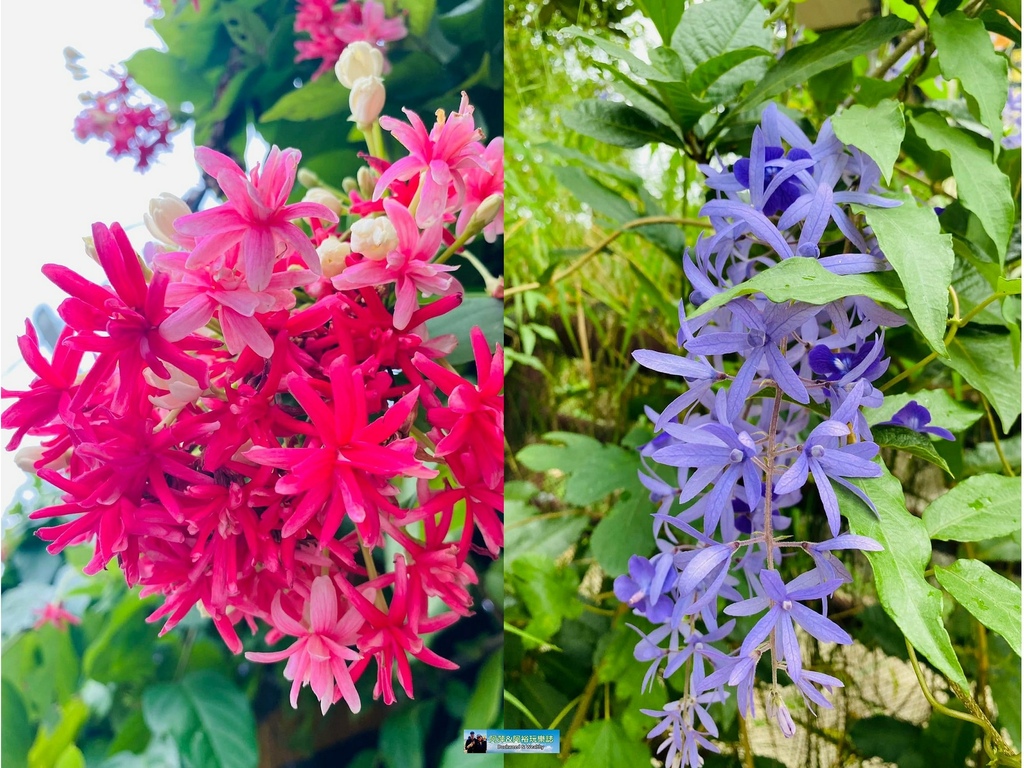 台南之最!楠西永興吊橋!紫色浪漫橫跨曾文溪,飽覽山水風光