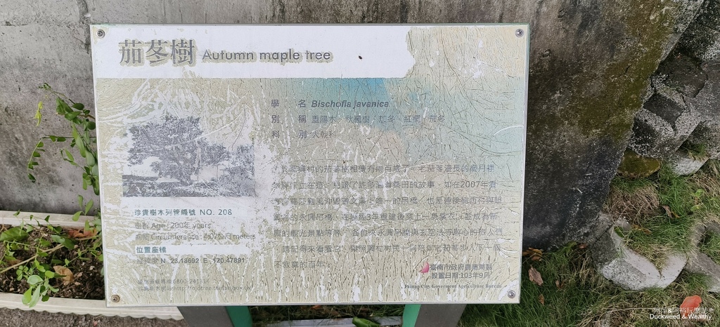 台南之最!楠西永興吊橋!紫色浪漫橫跨曾文溪,飽覽山水風光