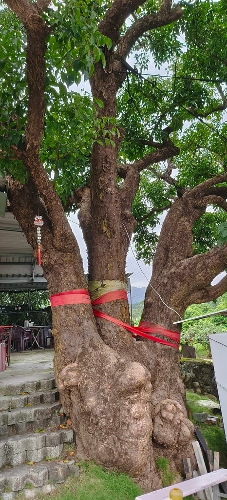 台南之最!楠西永興吊橋!紫色浪漫橫跨曾文溪,飽覽山水風光