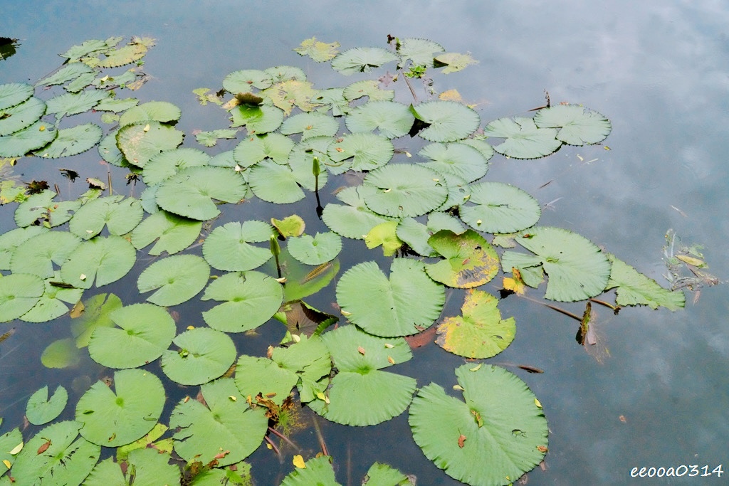 宜蘭員山玩水景點「雷公埤」天然湧泉戲水趣,親子觀察小魚小蝦的 宜蘭員山玩水景點「雷公埤」天然湧泉戲水趣,親子觀察小魚小蝦的
