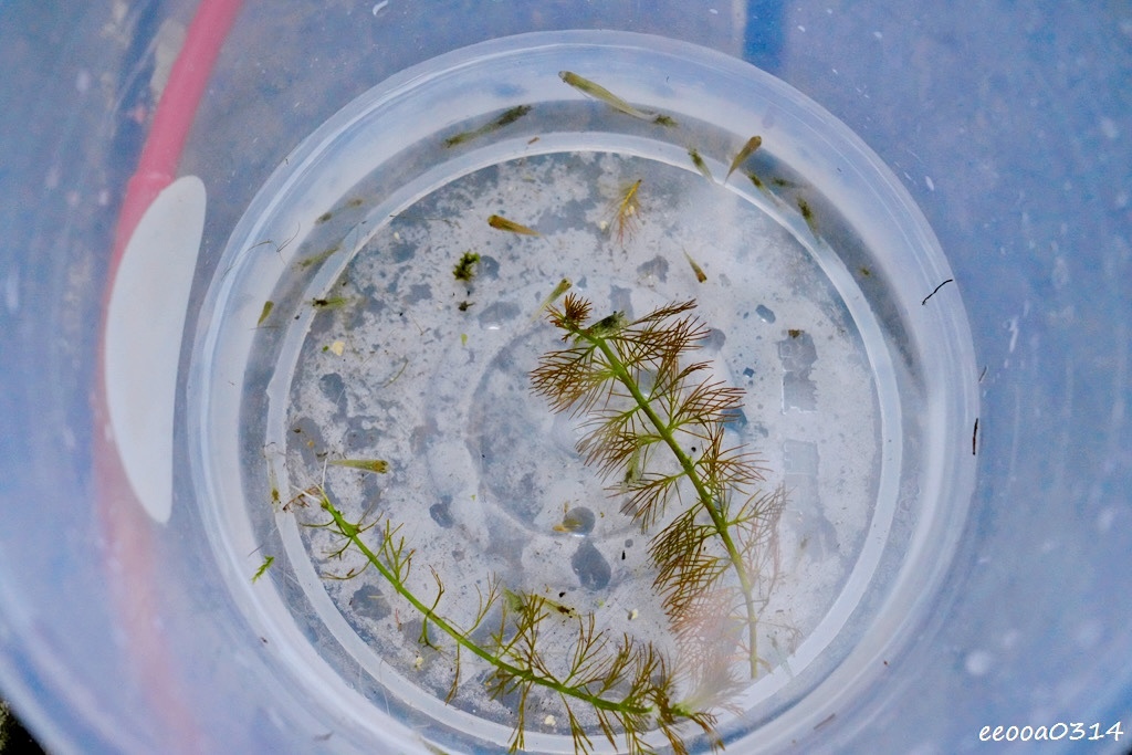 宜蘭員山玩水景點「雷公埤」天然湧泉戲水趣,親子觀察小魚小蝦的 宜蘭員山玩水景點「雷公埤」天然湧泉戲水趣,親子觀察小魚小蝦的