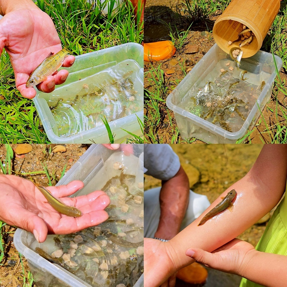 帶孩子走進自然教室!桃米休閒農業區,魚蝦生態體驗;玩出知識與樂趣!!