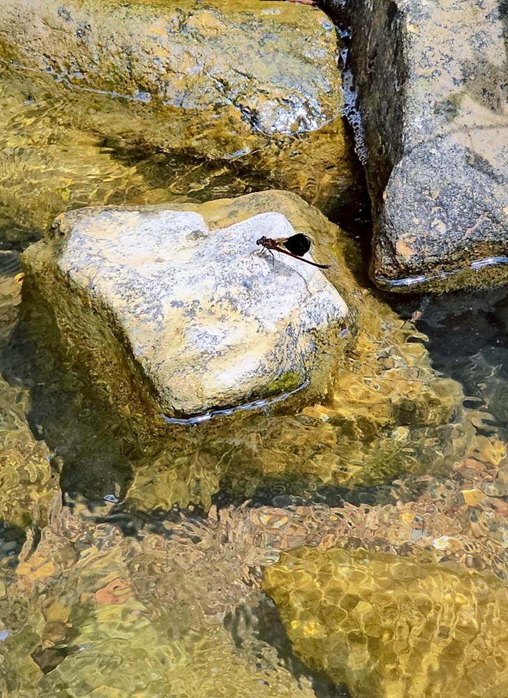 帶孩子走進自然教室!桃米休閒農業區,魚蝦生態體驗;玩出知識與樂趣!!